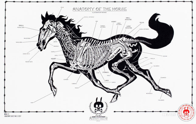 Anatomy of the Horse Sheet No 11 Silkscreen Print by Nychos