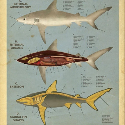 Anatomy of the Shark Giclee Print by Max Dalton