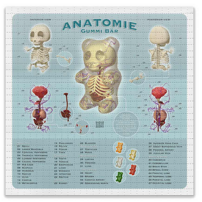 Anatomy Gummi Bär Bear Blotter Paper Archival Print by Jason Freeny