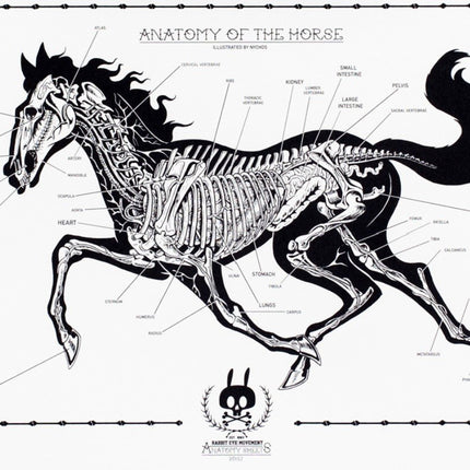 Anatomy of the Horse Sheet No 11 Silkscreen Print by Nychos