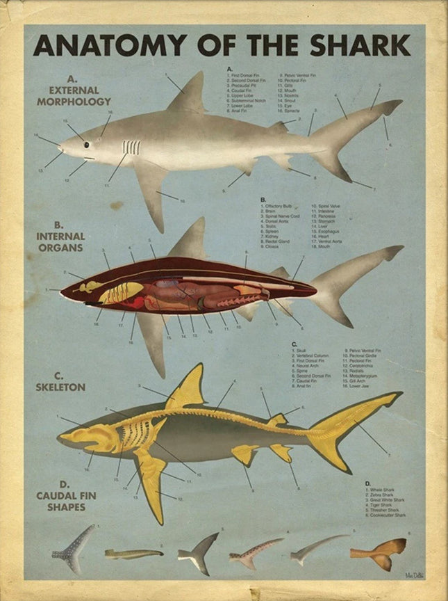 Anatomy of the Shark Giclee Print by Max Dalton