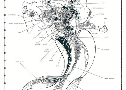 Dissection of Little Mermaid Anatomy Sheet No 24 Silkscreen Print by Nychos