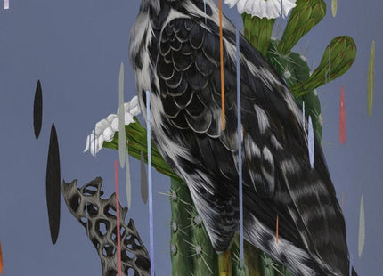 Juvenile Black Hawk Archival Print by Frank Gonzales