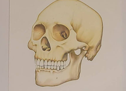 Skull Test Archival Print by Joe King