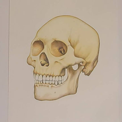 Skull Test Archival Print by Joe King